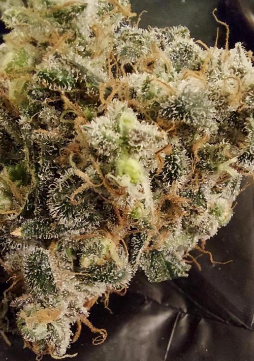 The Garden 2026-1 -- MSNL Kush Mints. Week 16 - KM3