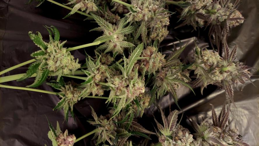 The Garden 2026-1 -- MSNL Kush Mints. Week 16 - KM4