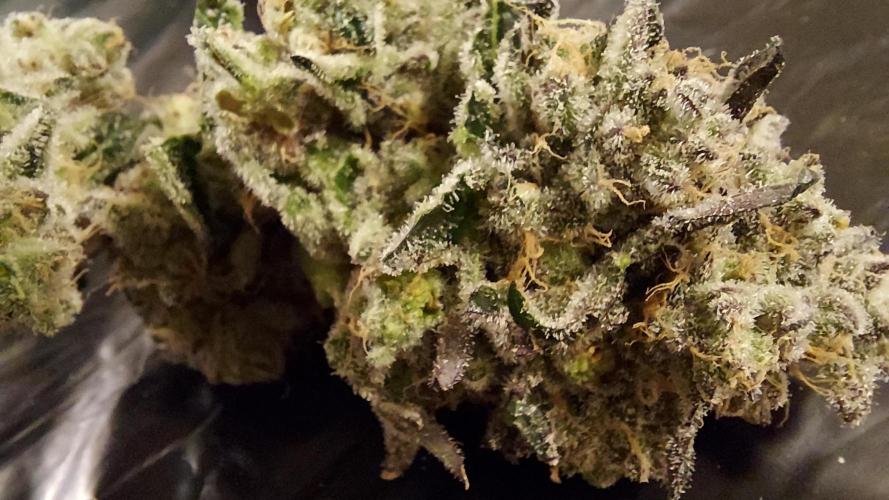 The Garden 2026-1 -- MSNL Kush Mints. Week 16 - KM4