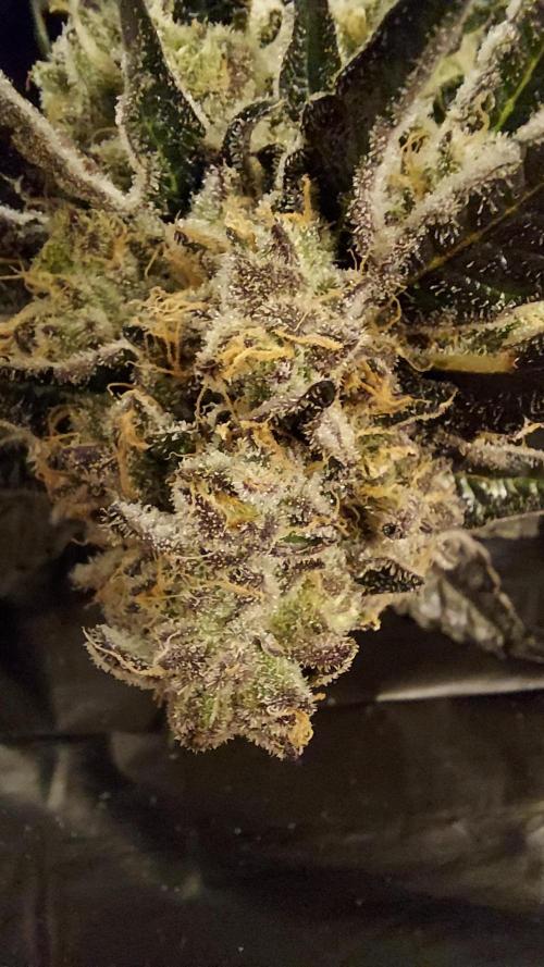 The Garden 2026-1 -- MSNL Kush Mints. Week 16 - KM4