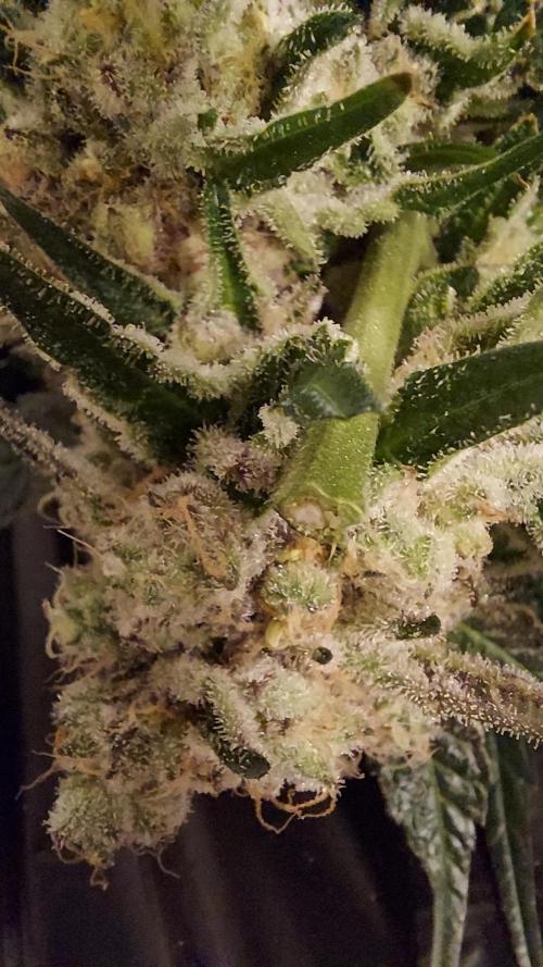 The Garden 2026-1 -- MSNL Kush Mints. Week 16 - KM4