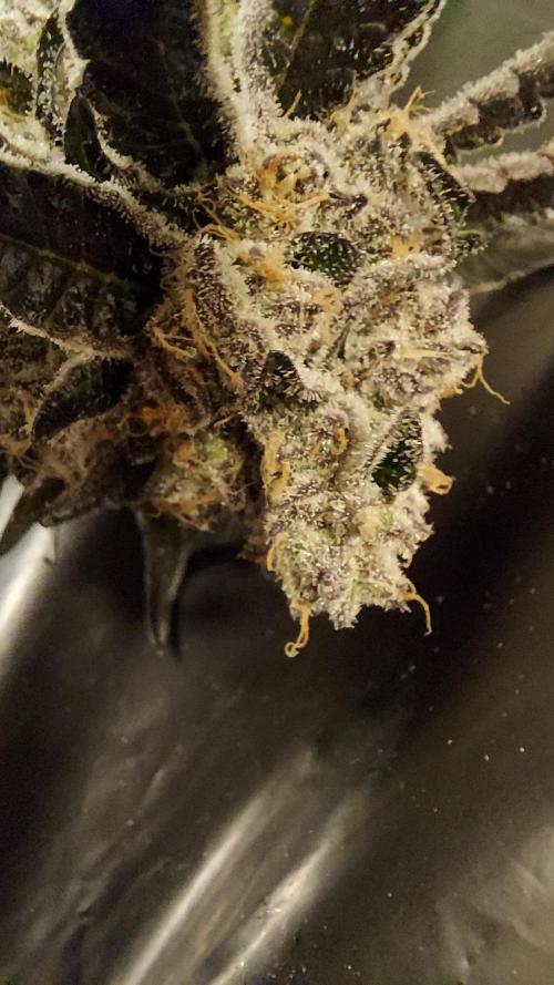 The Garden 2026-1 -- MSNL Kush Mints. Week 16 - KM4