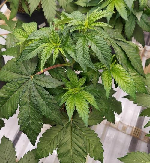 The Garden 2026-2 - MSNL Blue Cookies. Week 4