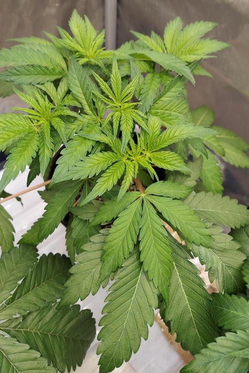 The Garden 2026-2 - MSNL Blue Cookies. Week 4