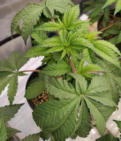 The Garden 2026-2- HSC Vanilla Creme Pie. Week 4