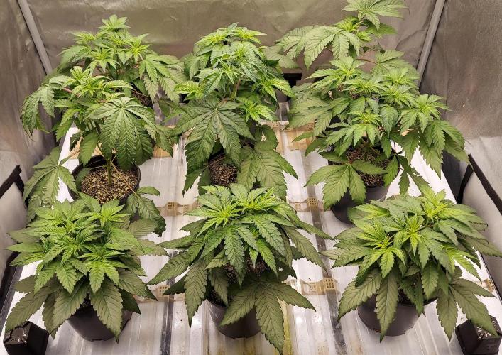 Garden 2026-2 - MSNL Pineapple Express. Week 4