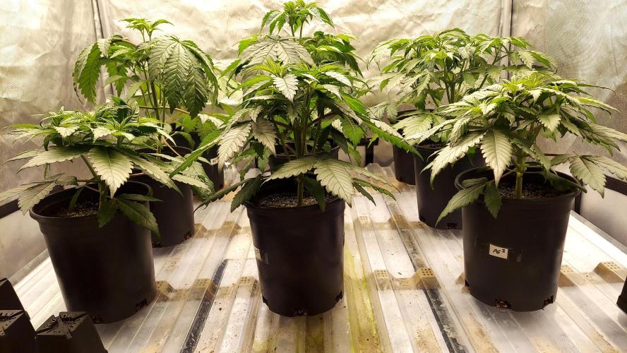 Garden 2026-2 - MSNL Pineapple Express. Week 4