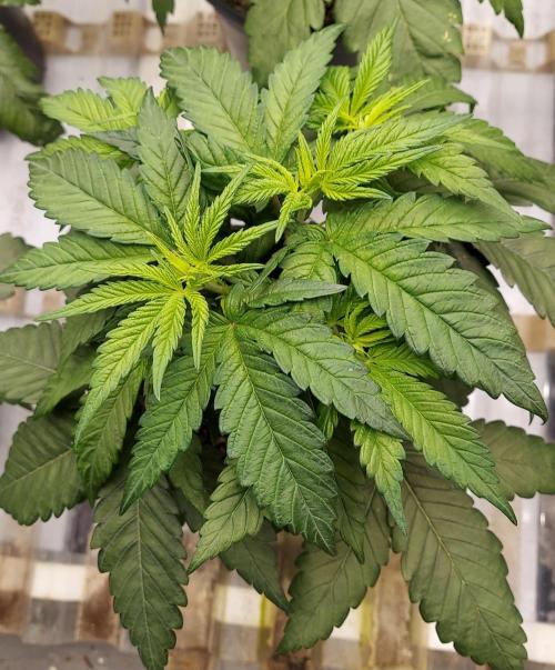 Garden 2026-2 - MSNL Pineapple Express. Week 4