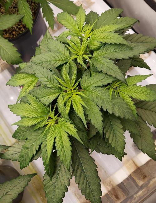 Garden 2026-2 - MSNL Pineapple Express. Week 4