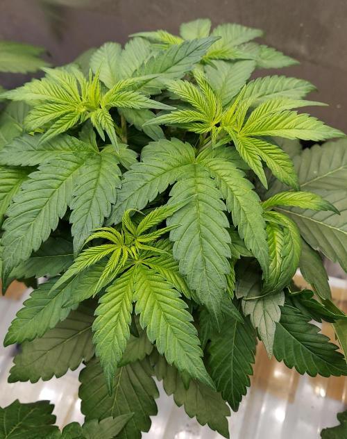 Garden 2026-2 - MSNL Pineapple Express. Week 4