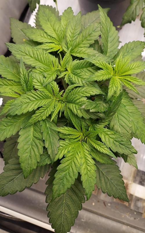 Garden 2026-2 - MSNL Pineapple Express. Week 4