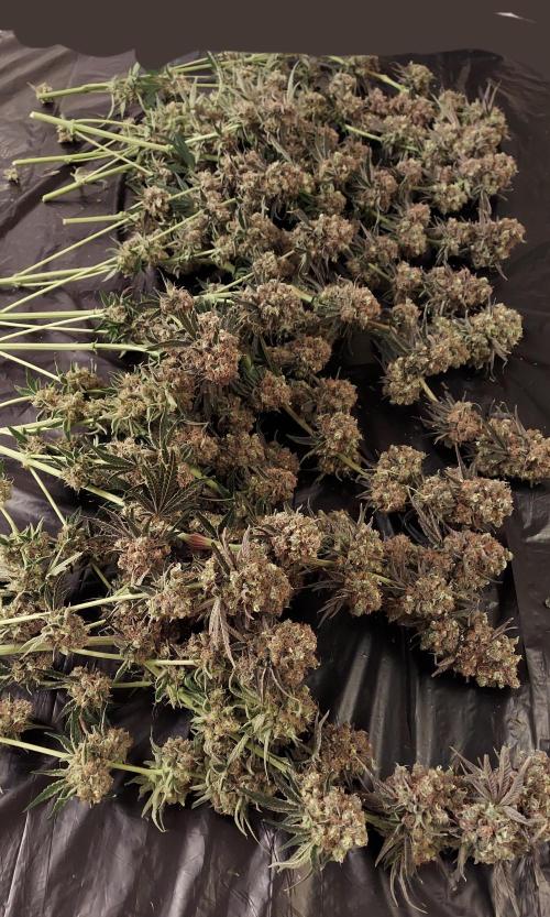 The Garden 2026-1 - HSC Mountaintop Mint. Week 16