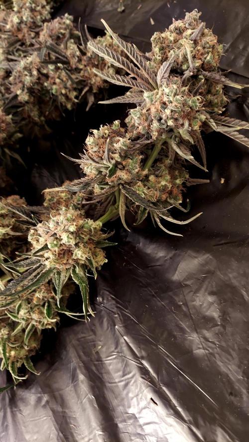 The Garden 2026-1 - HSC Mountaintop Mint. Week 16