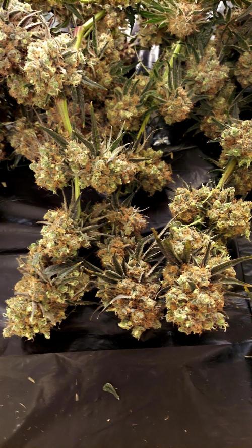 The Garden 2026-1 - HSC Mountaintop Mint. Week 16