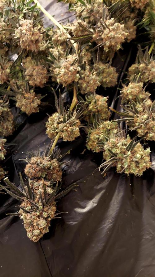 The Garden 2026-1 - HSC Mountaintop Mint. Week 16