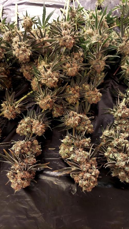 The Garden 2026-1 - HSC Mountaintop Mint. Week 16