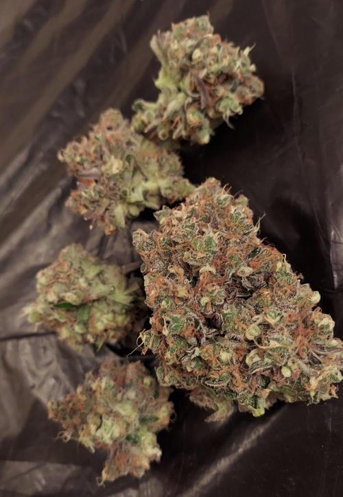 The Garden 2026-1 - HSC Mountaintop Mint. Week 16