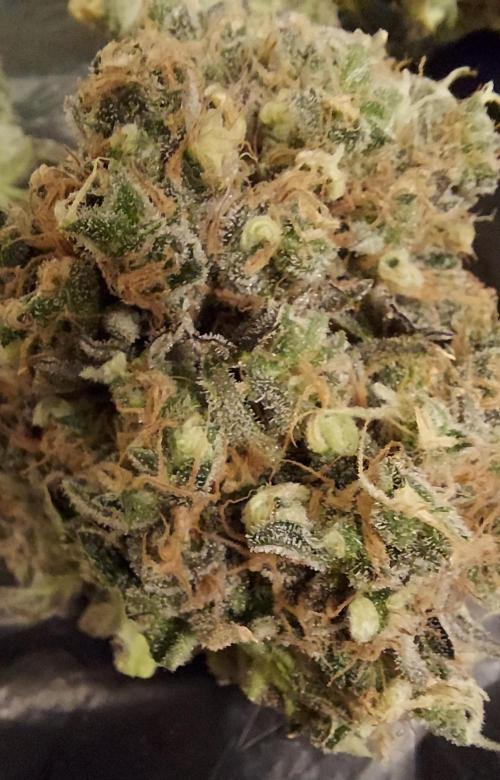 The Garden 2026-1 - HSC Mountaintop Mint. Week 16