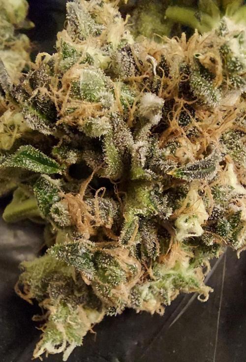 The Garden 2026-1 - HSC Mountaintop Mint. Week 16