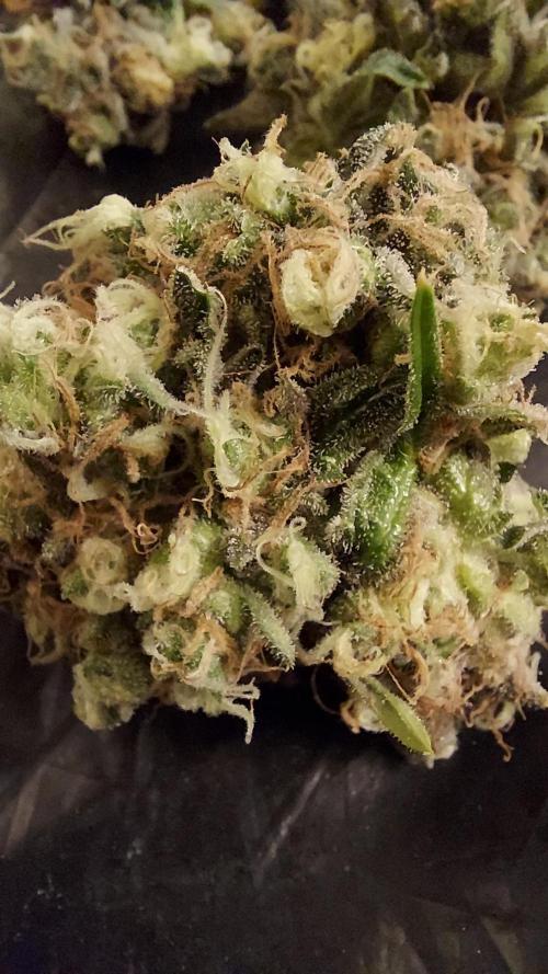 The Garden 2026-1 - HSC Mountaintop Mint. Week 16