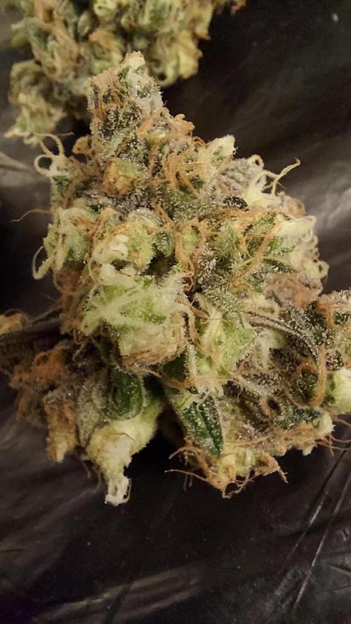 The Garden 2026-1 - HSC Mountaintop Mint. Week 16