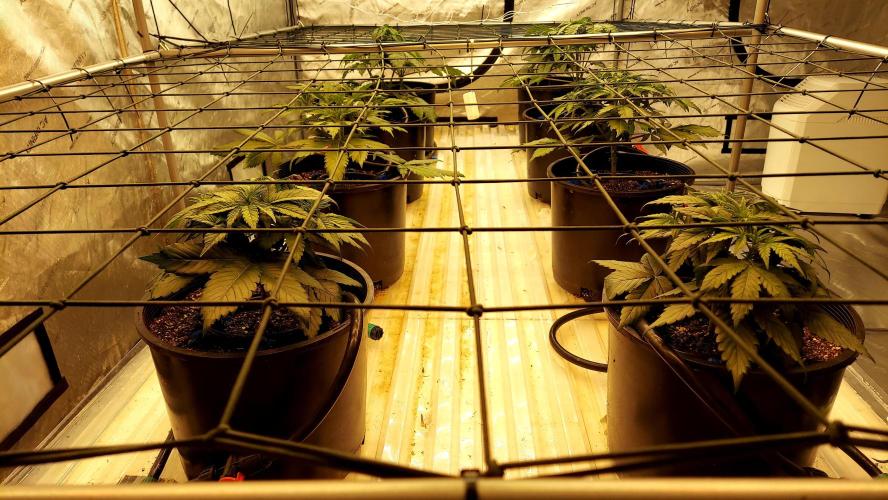 The Garden 2026-2 - MSNL Blue Cookies. Week 4