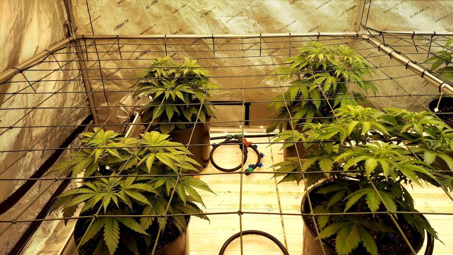 Garden 2026-2 - MSNL Pineapple Express. Week 5 - Day 35