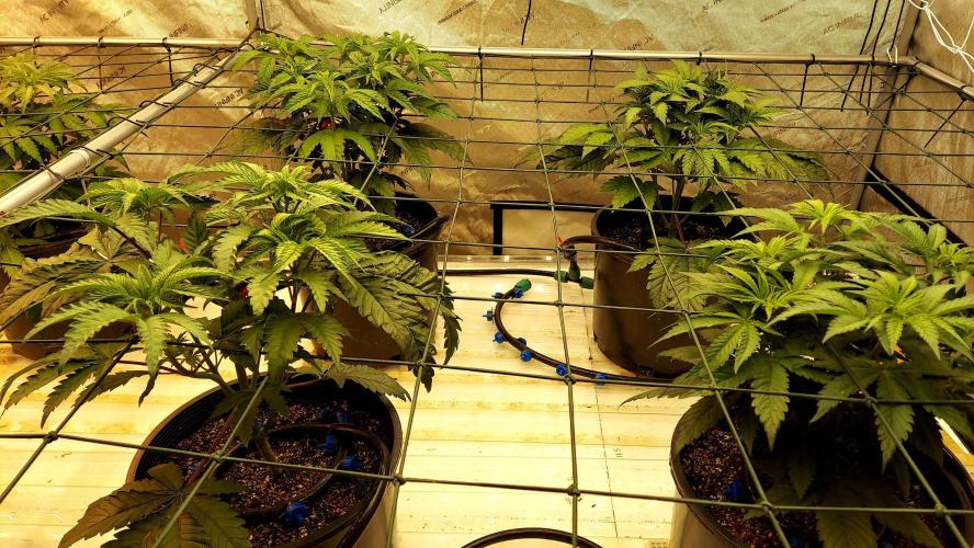 Garden 2026-2 - MSNL Pineapple Express. Week 5 - Day 35