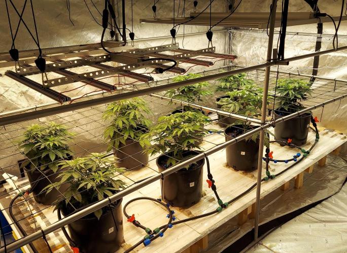 The Garden 2026-2- HSC Vanilla Creme Pie. Week 5 - Day 35