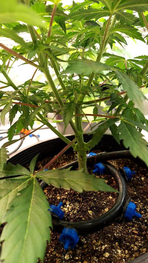 The Garden 2026-2- HSC Vanilla Creme Pie. Week 5 - Day 35