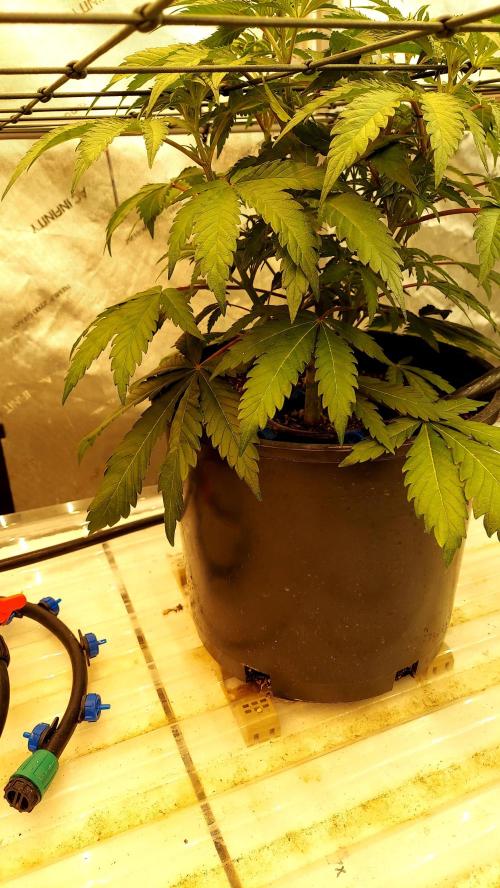 The Garden 2026-2- HSC Vanilla Creme Pie. Week 5 - Day 35