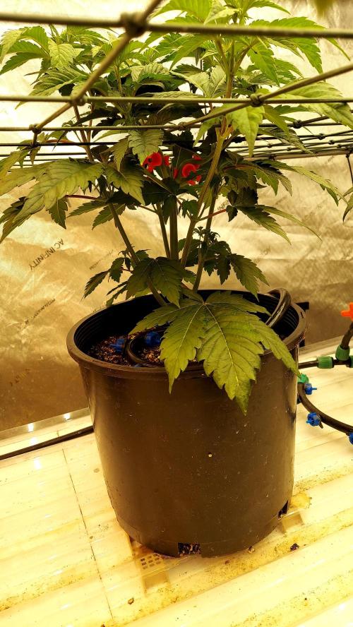 The Garden 2026-2- HSC Vanilla Creme Pie. Week 5 - Day 35