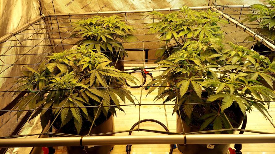 The Garden 2026-2- HSC Vanilla Creme Pie. Week 6 - 42 days