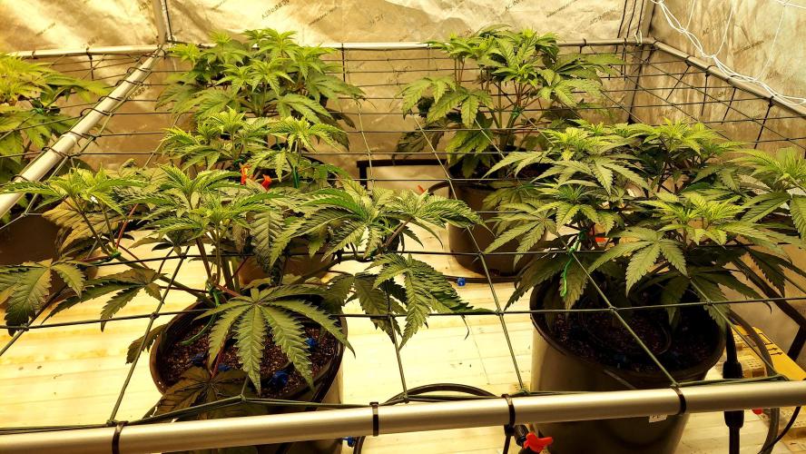 The Garden 2026-2- HSC Vanilla Creme Pie. Week 6 - 42 days