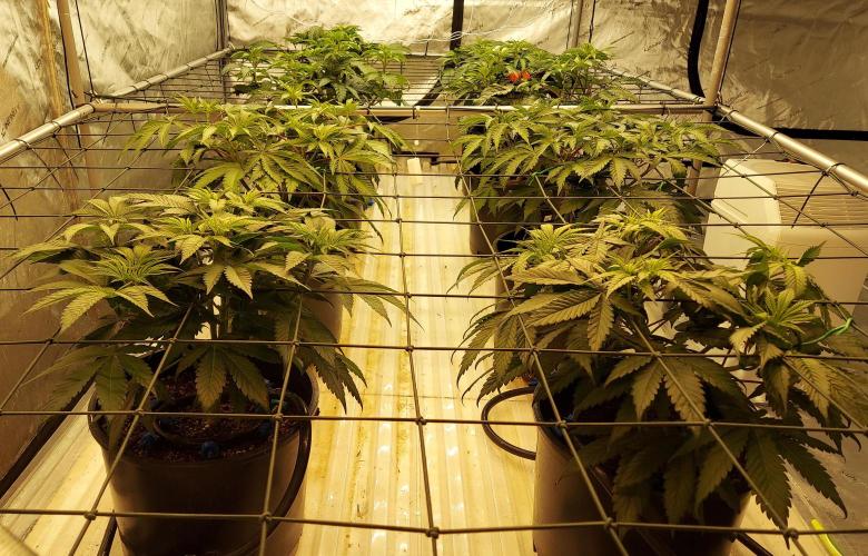 The Garden 2026-2- HSC Vanilla Creme Pie. Week 6 - 42 days