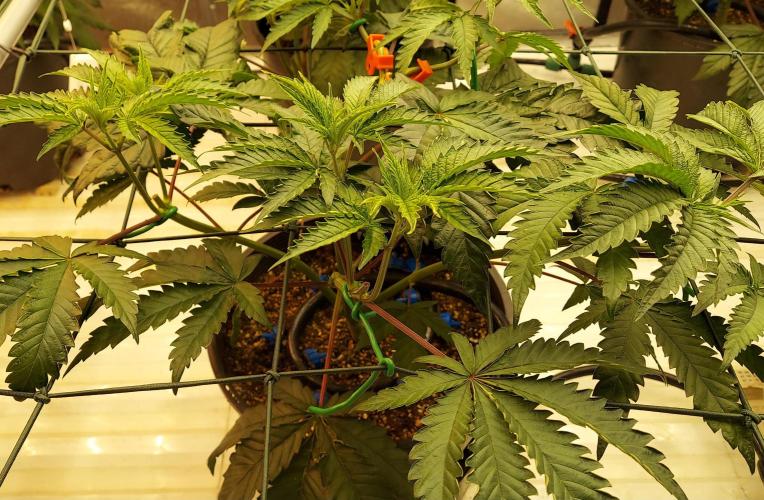 The Garden 2026-2- HSC Vanilla Creme Pie. Week 6 - 42 days