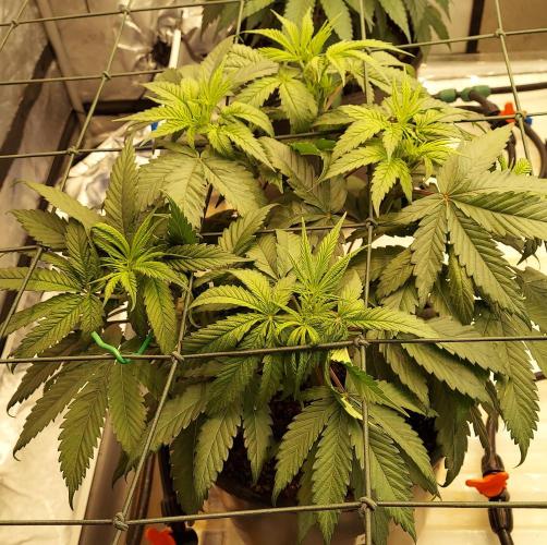 Garden 2026-2 - MSNL Pineapple Express. Week 6 - 42 days