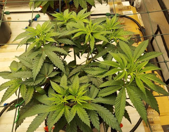 Garden 2026-2 - MSNL Pineapple Express. Week 6 - 42 days