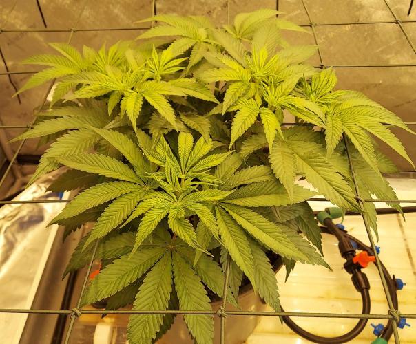 Garden 2026-2 - MSNL Pineapple Express. Week 6 - 42 days