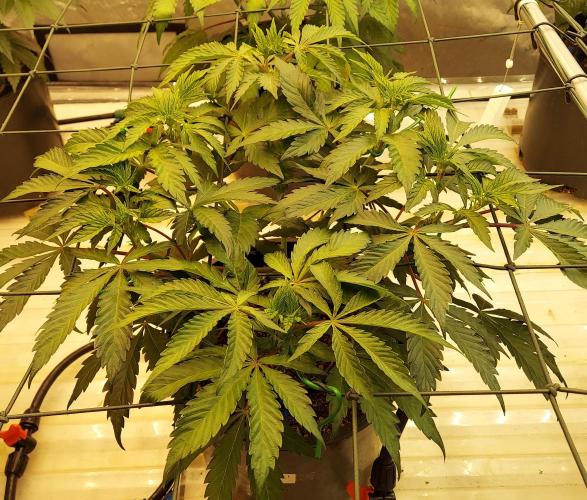 The Garden 2026-2 - MSNL Blue Cookies. Week 6 - 42 days