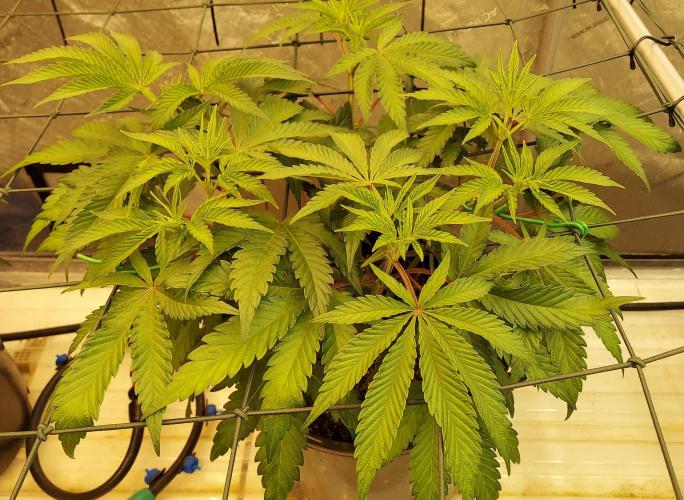 The Garden 2026-2 - MSNL Blue Cookies. Week 6 - 42 days