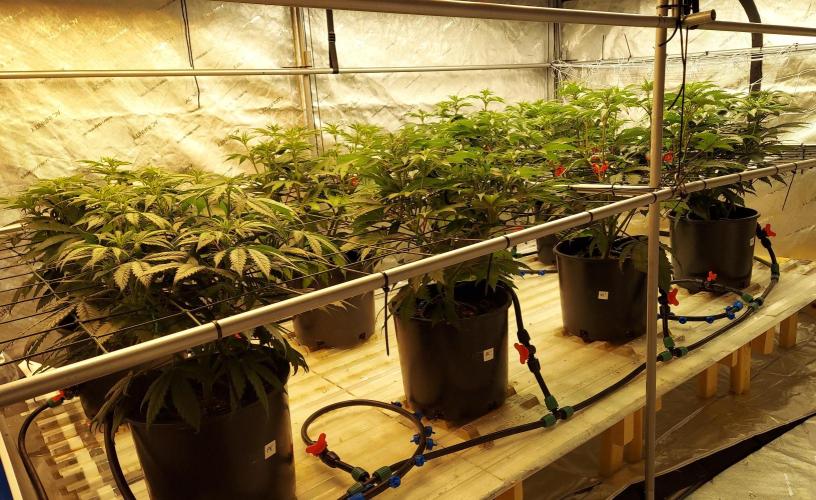 The Garden 2026-2 - MSNL Blue Cookies. Week 7 - 49 days