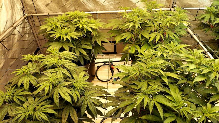 The Garden 2026-2 - MSNL Blue Cookies. Week 7 - 49 days