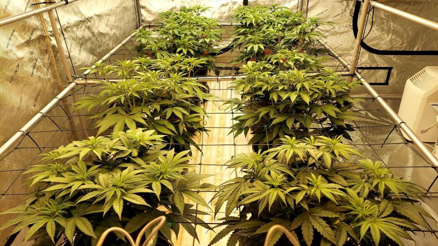 The Garden 2026-2 - MSNL Blue Cookies. Week 7 - 49 days