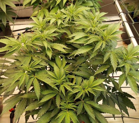 The Garden 2026-2 - MSNL Blue Cookies. Week 7 - 49 days