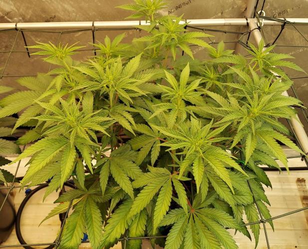 The Garden 2026-2 - MSNL Blue Cookies. Week 7 - 49 days