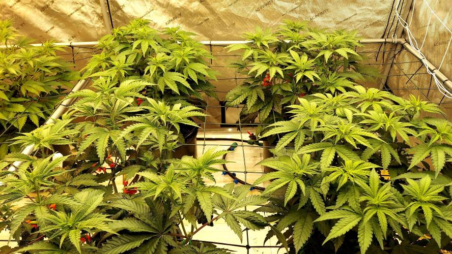 Garden 2026-2 - MSNL Pineapple Express. Week 7 - 49 days