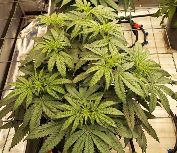 Garden 2026-2 - MSNL Pineapple Express. Week 7 - 49 days