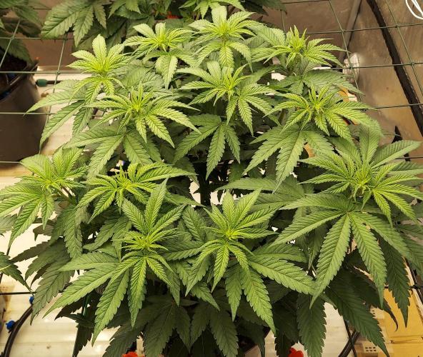 Garden 2026-2 - MSNL Pineapple Express. Week 7 - 49 days