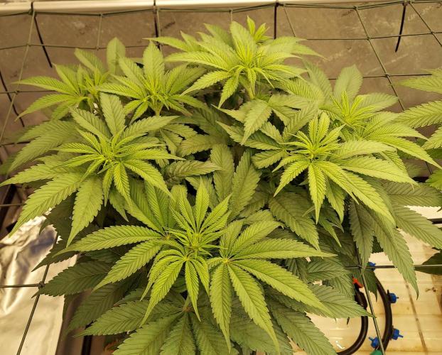 Garden 2026-2 - MSNL Pineapple Express. Week 7 - 49 days